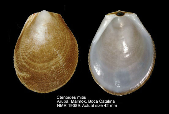 Ctenoides mitis.jpg - Ctenoides mitis(Lamarck,1807)